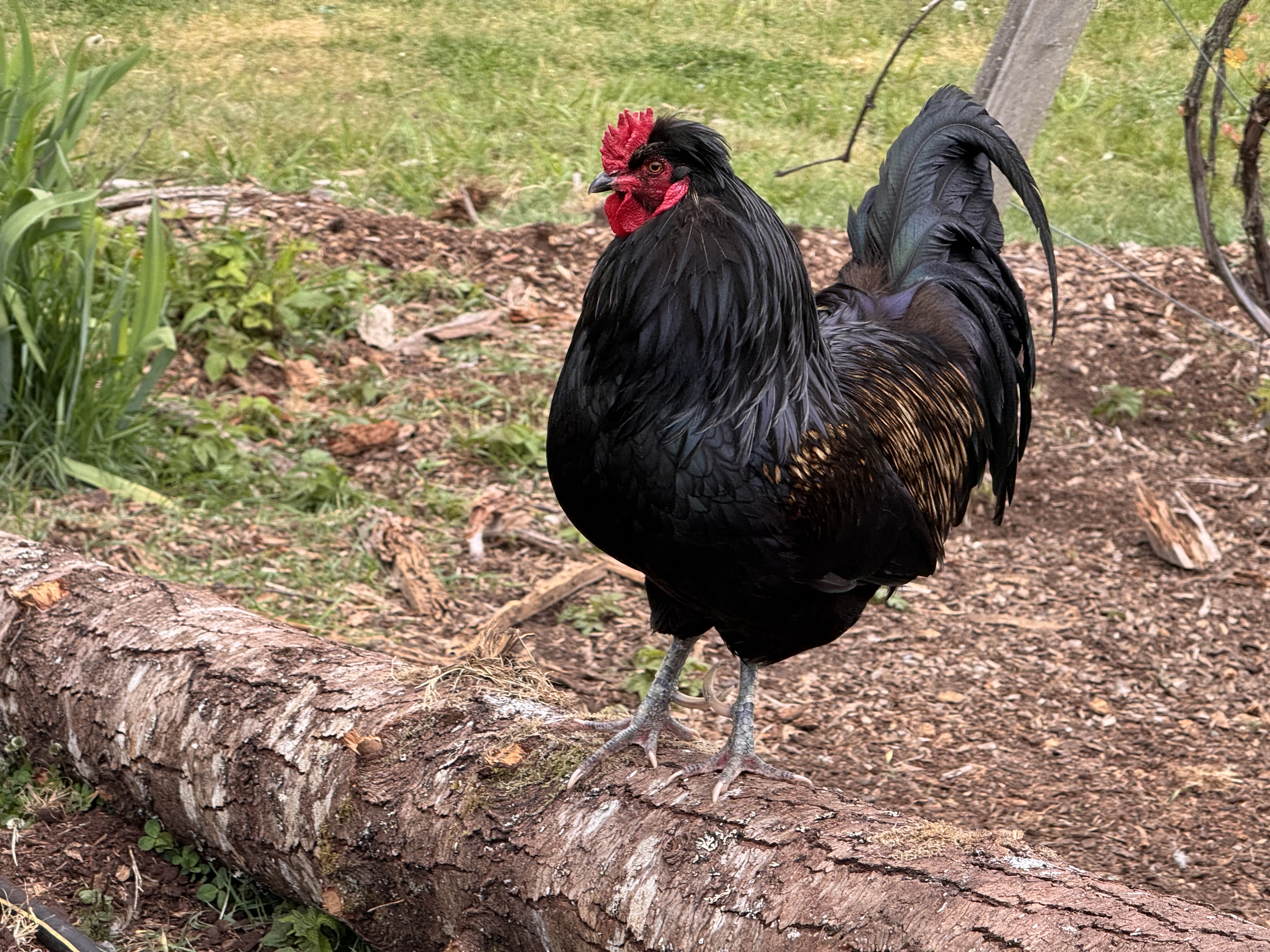 A rooster named Steve