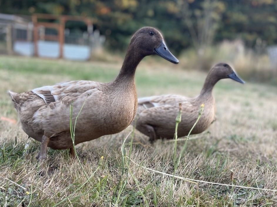 Khaki Campbell ducks